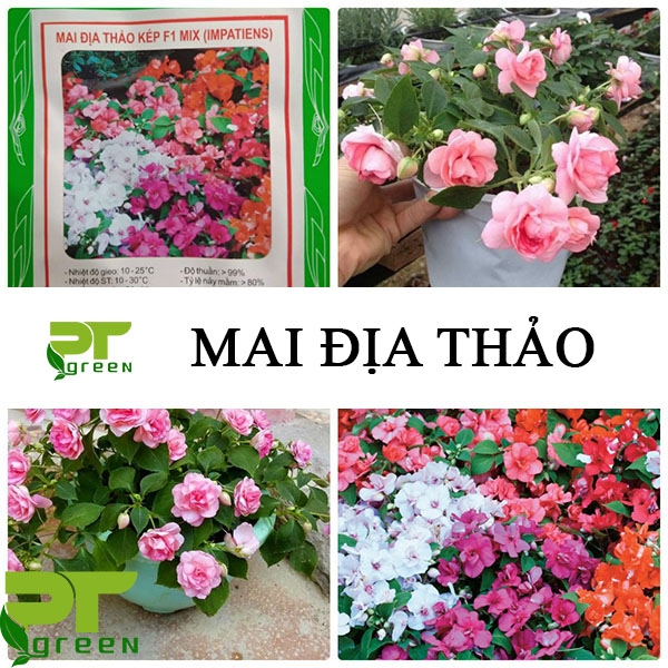 Hoa Mai địa thảo | Loài hoa trồng viền bồn sặc sỡ